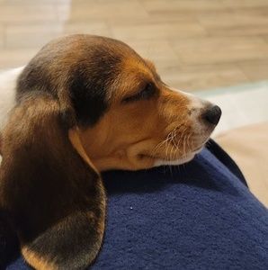 Meet your Posher, Rachel